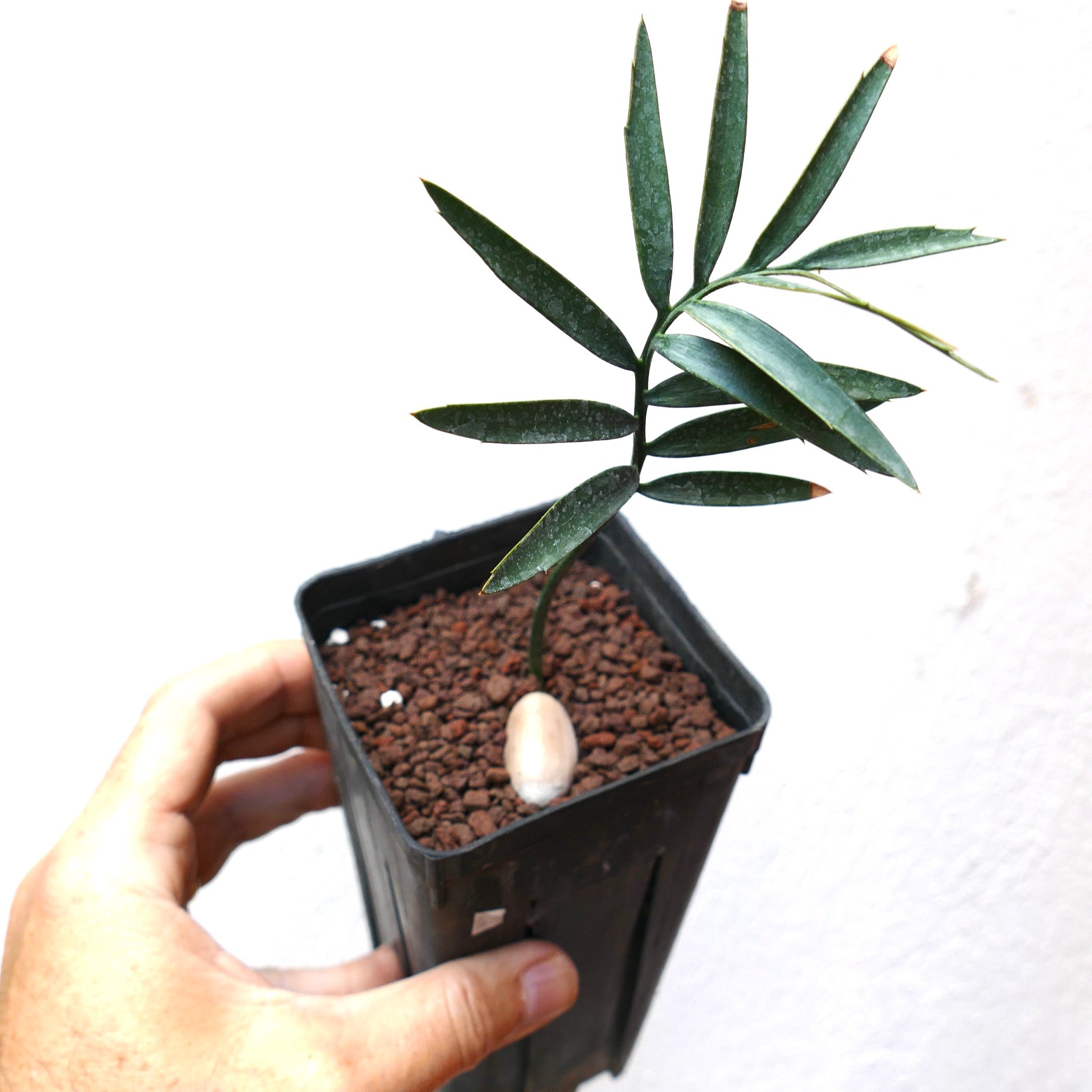 Encephalartos altensteinii young cycad with dark green pinnate leaves and thick caudex in pot
