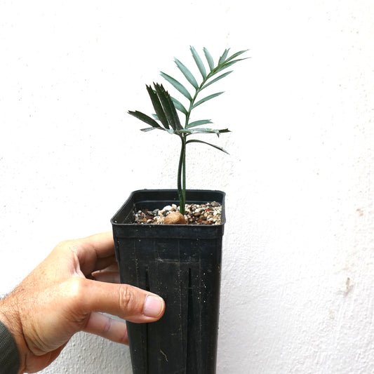 Encephalartos altensteinii small young cycad with dark green pinnate leaves in black pot