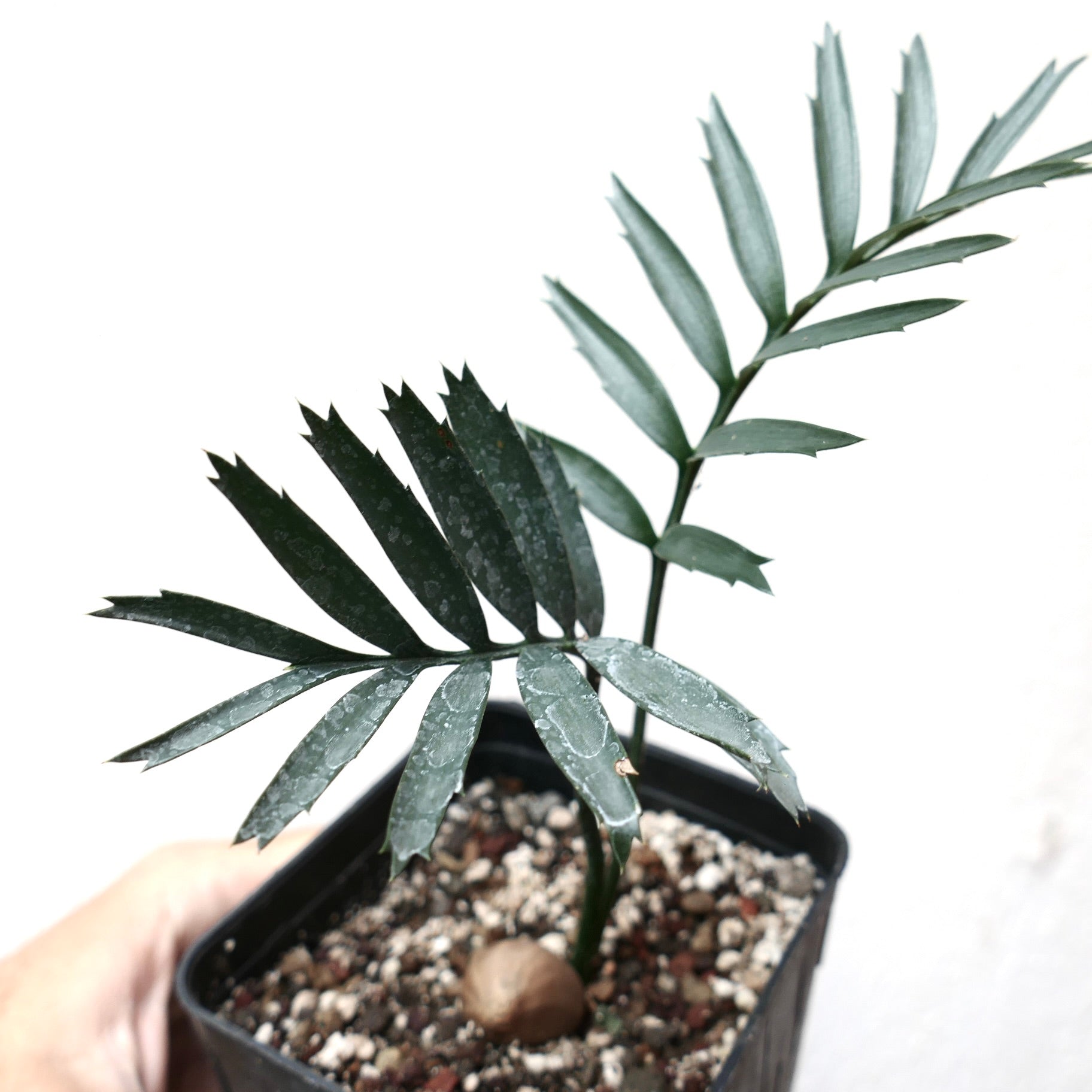 Encephalartos altensteinii young rare cycad with dark green segmented leaves in pot