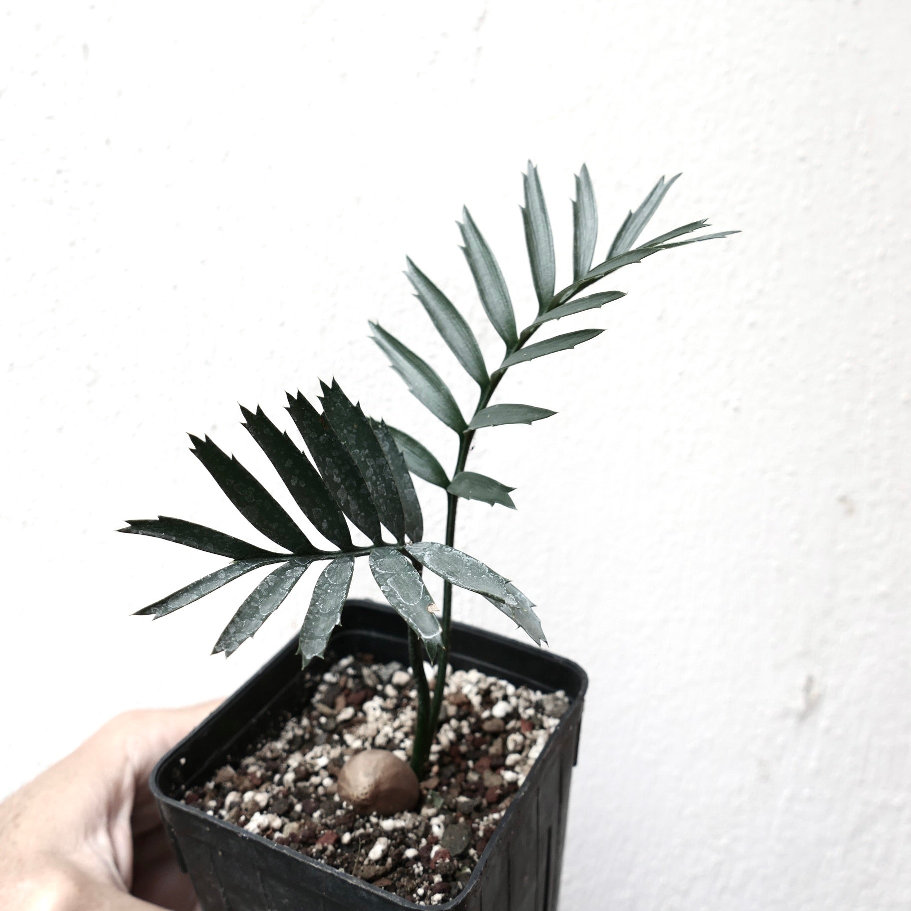 Encephalartos altensteinii young rare cycad with dark green pinnate leaves in pot