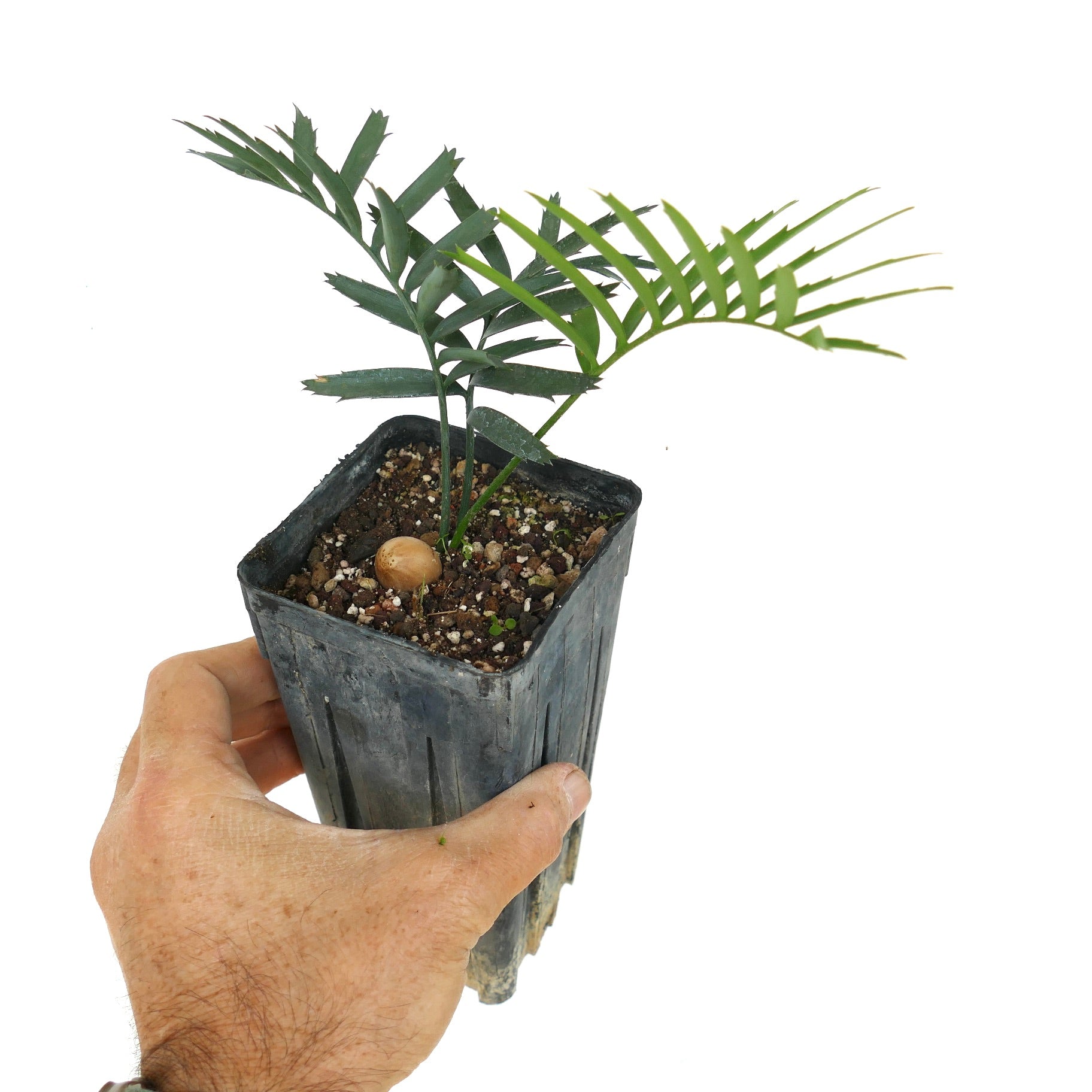 Encephalartos arenarius young rare cycad with spiny green leaves in black nursery pot