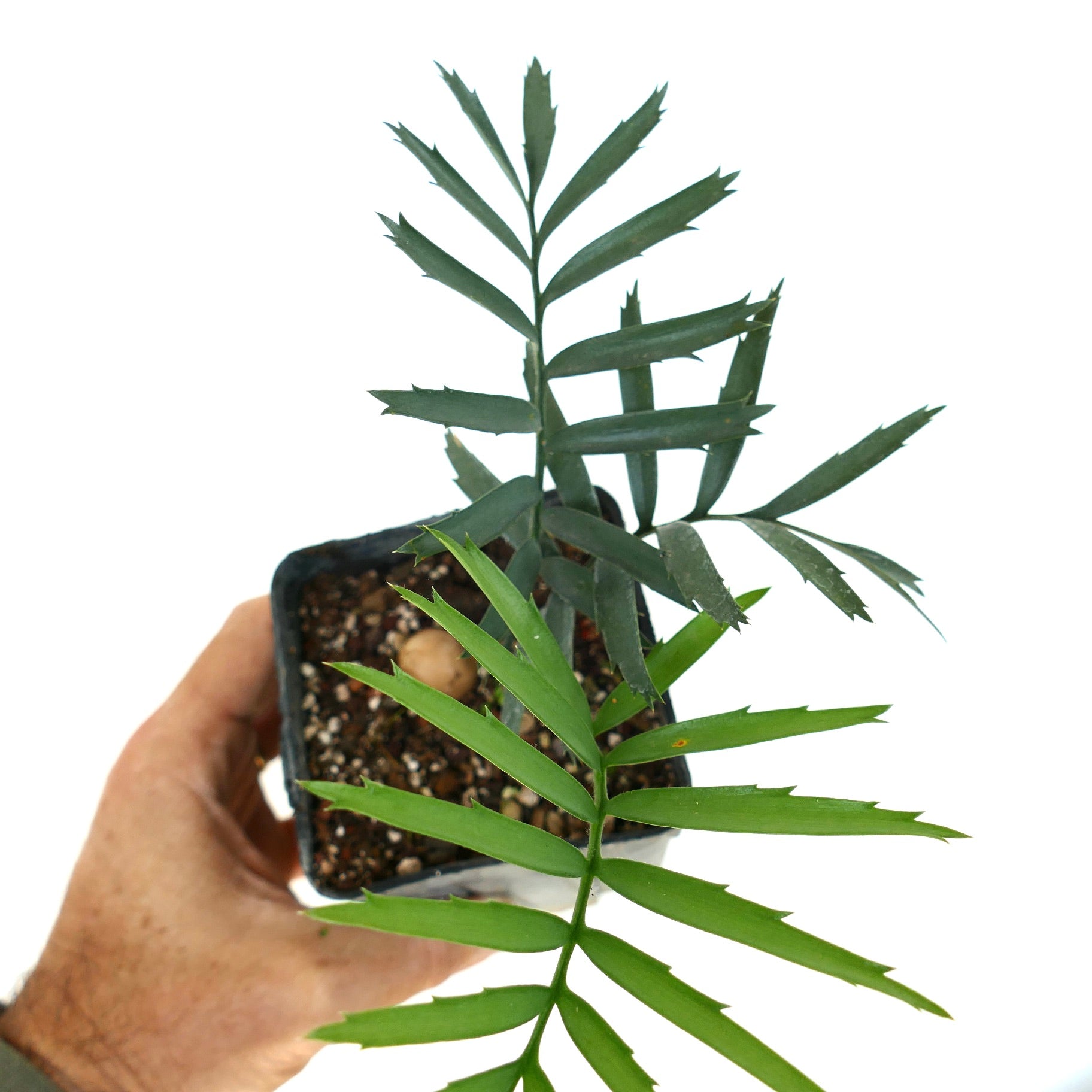 Encephalartos arenarius young specimen with long green and dark green segmented leaves