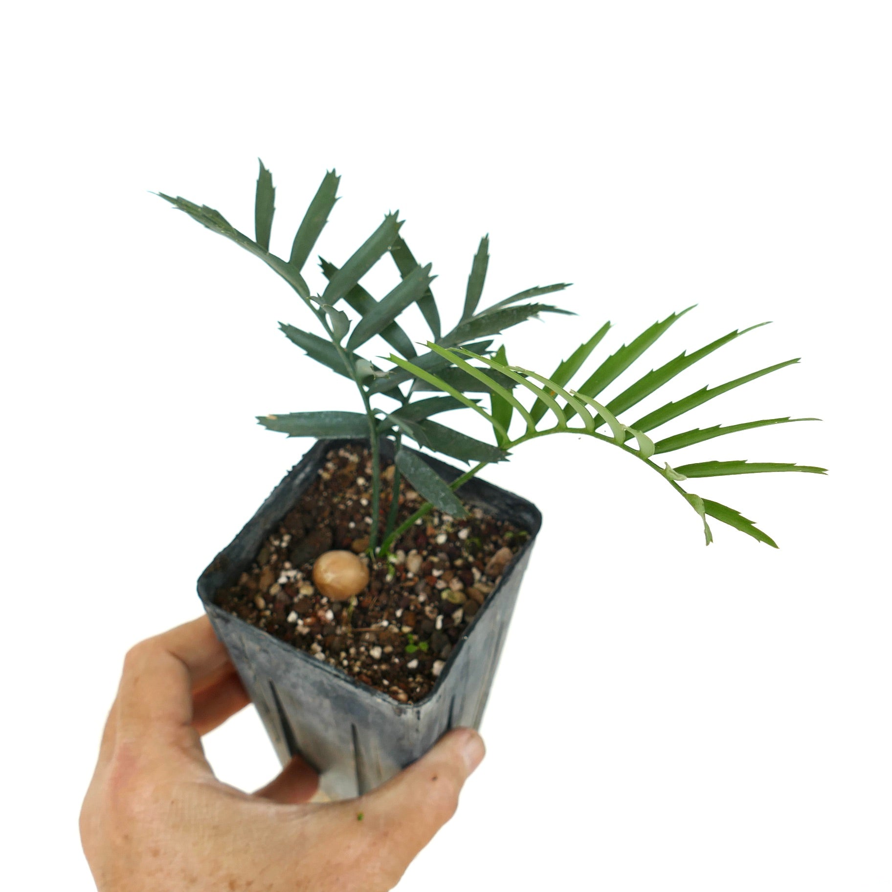 Encephalartos arenarius young cycad with elongated green leaflets and textured seed in small pot