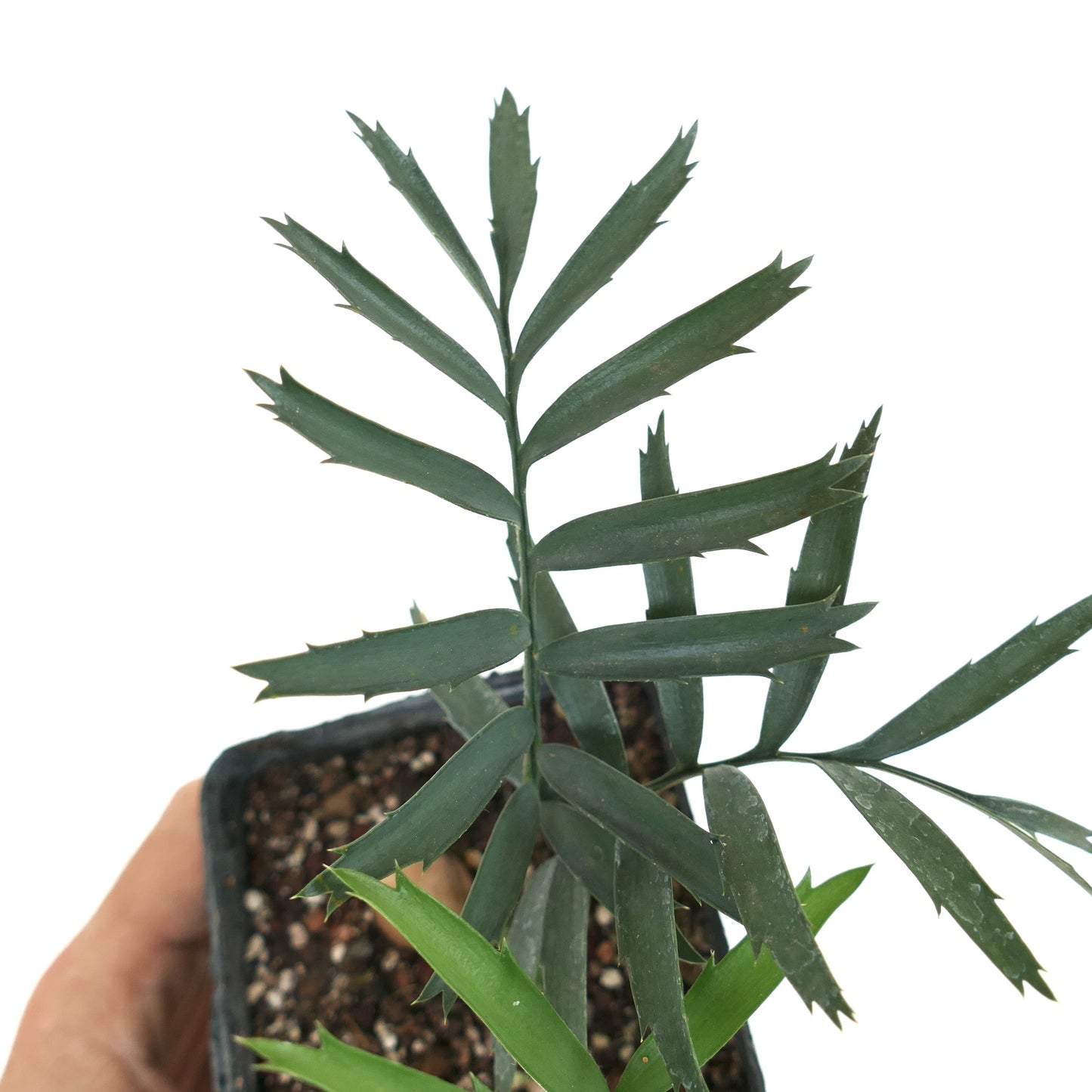 Encephalartos arenarius rare cycad with dark green segmented leaves and spiny edges