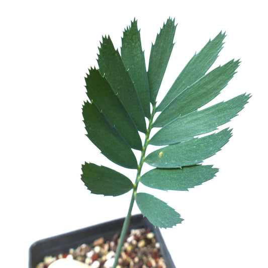 Encephalartos arenarius young green cycad leaf with serrated edges in potting soil