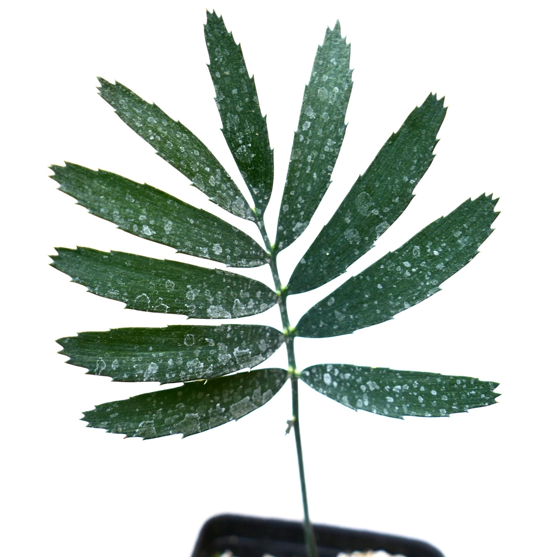 Encephalartos arenarius rare cycad with dark green pinnate leaves and white spotting