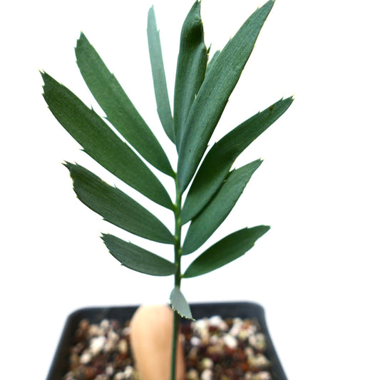 Encephalartos arenarius young rare cycad with elongated green leaflets and serrated edges