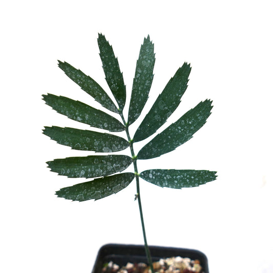 Encephalartos arenarius rare cycad with dark green segmented leaves and spotted texture