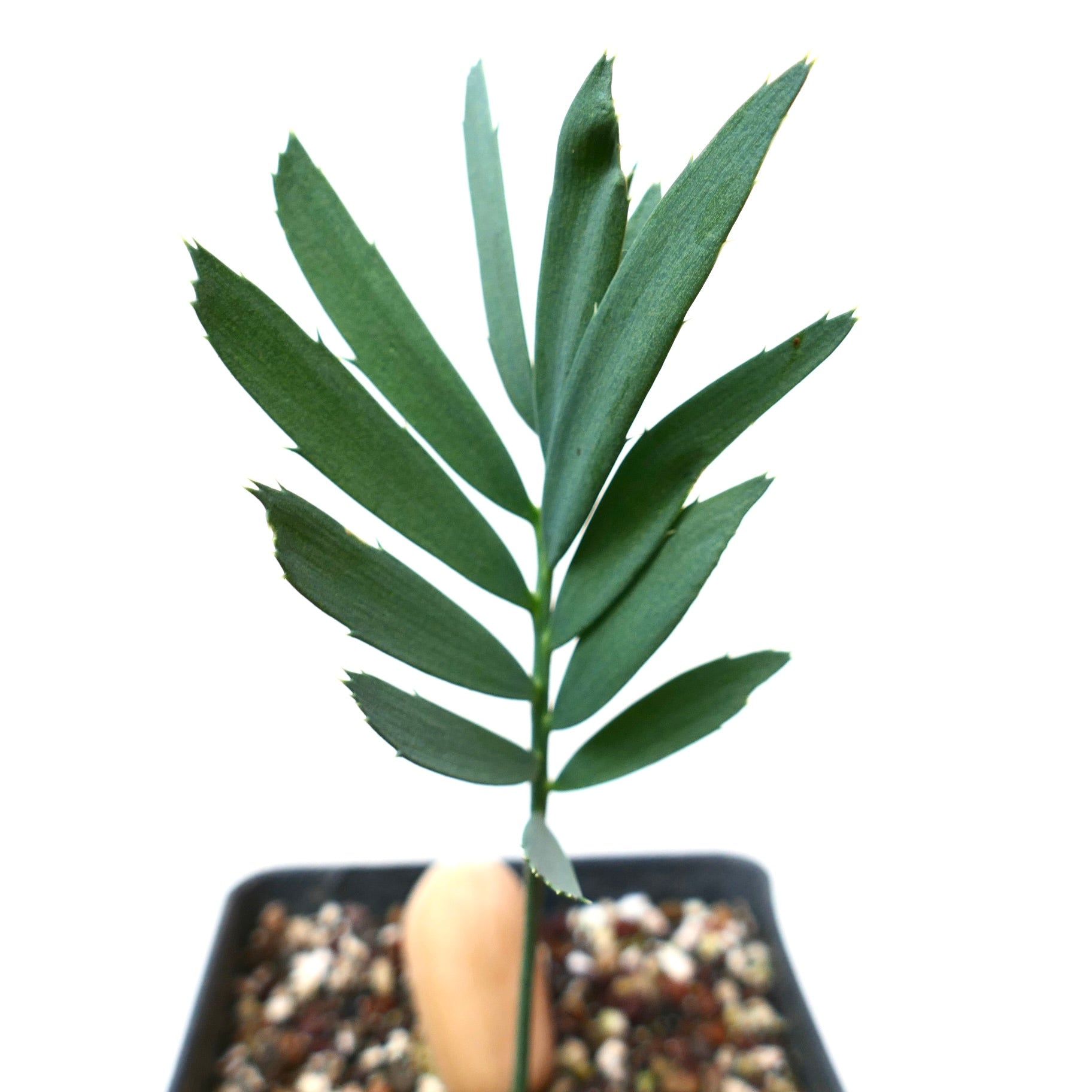 Encephalartos arenarius joven cicada verde con folíolos alargados y bordes espinosos en maceta