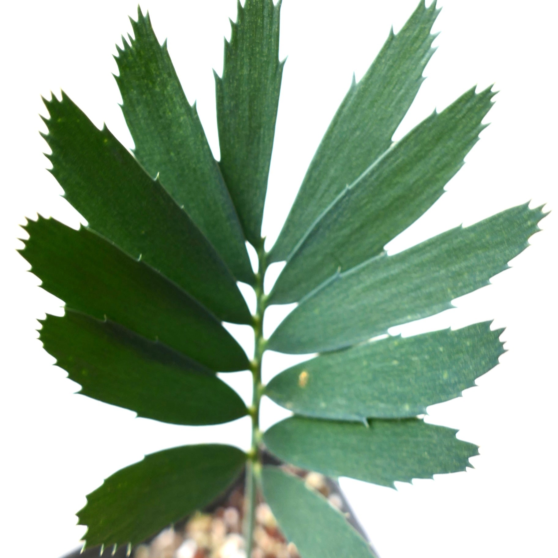 Encephalartos arenarius rare cycad with dark green segmented leaves and spiny edges