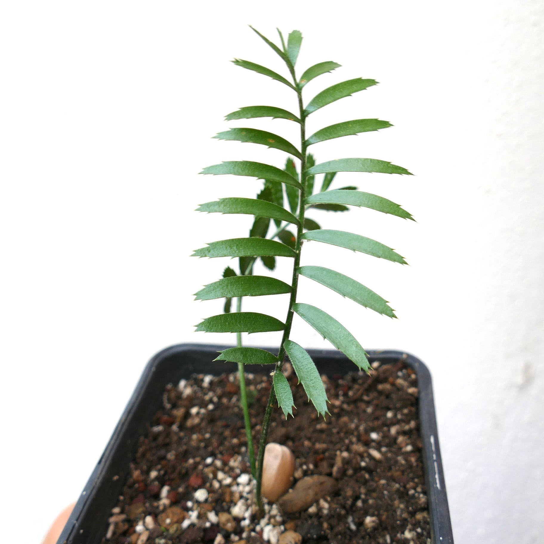Encephalartos caffer young seedling with pinnate green leaves in small pot soil