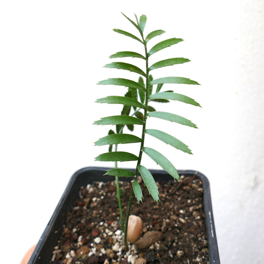 Encephalartos caffer young seedling with pinnate green leaves in small pot soil