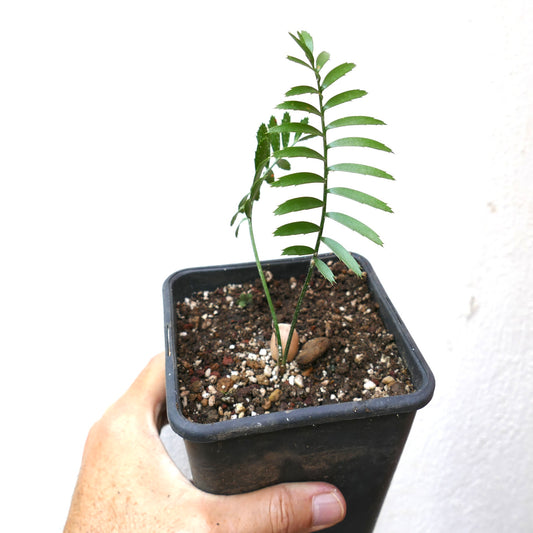Encephalartos caffer young seedling with slender green leaves in black pot