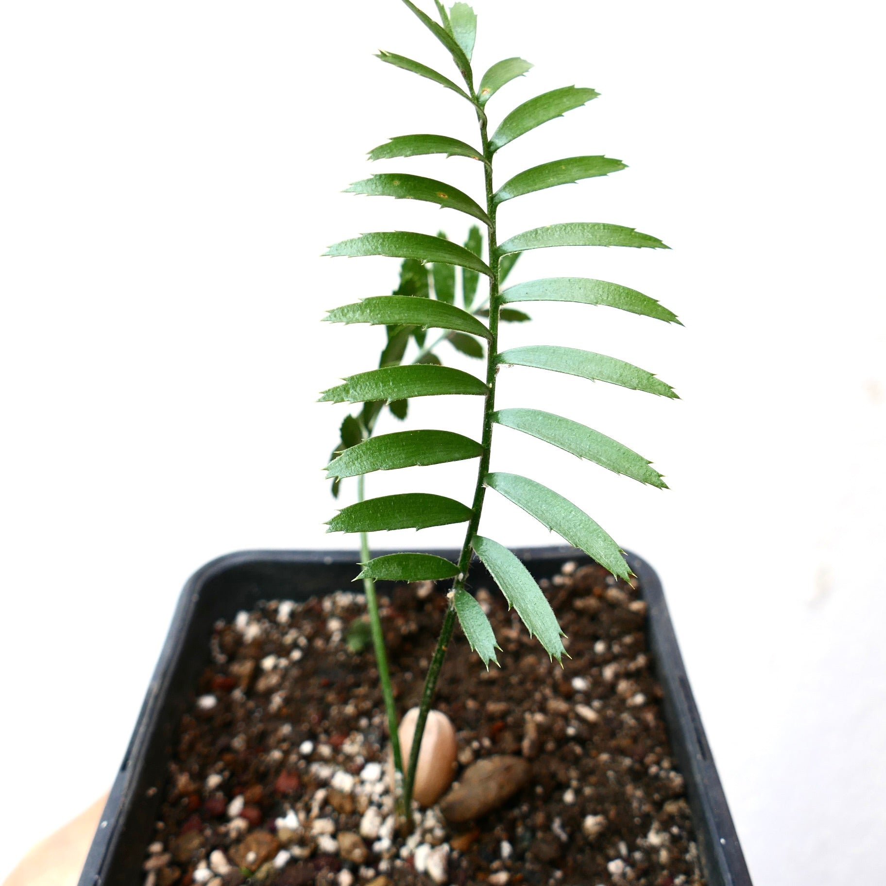 Encephalartos caffer young seedling with slender green leaflets and serrated edges in soil pot