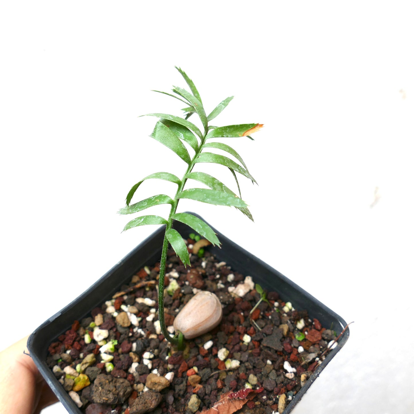 Encephalartos caffer young seedling with slender green leaves and textured soil in pot