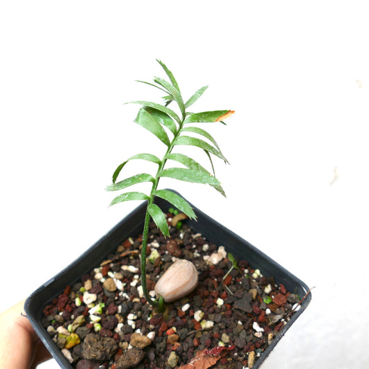 Encephalartos caffer young seedling with slender green leaves and textured soil in pot