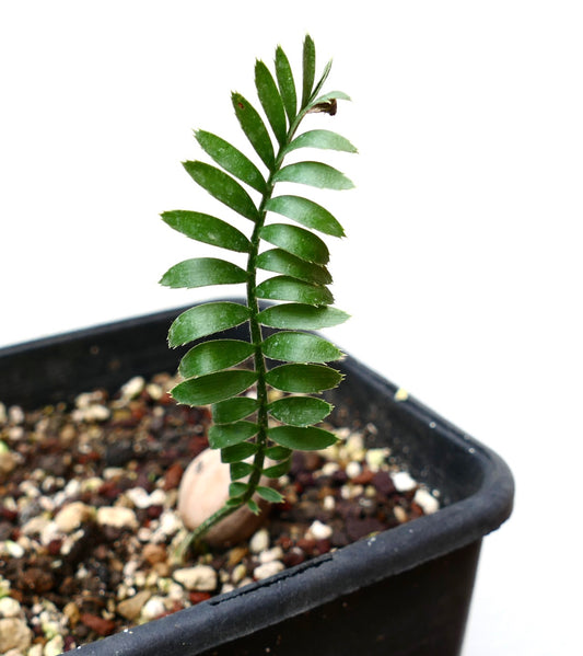 Encephalartos caffer small seedling with bright green pinnate leaves in nursery pot
