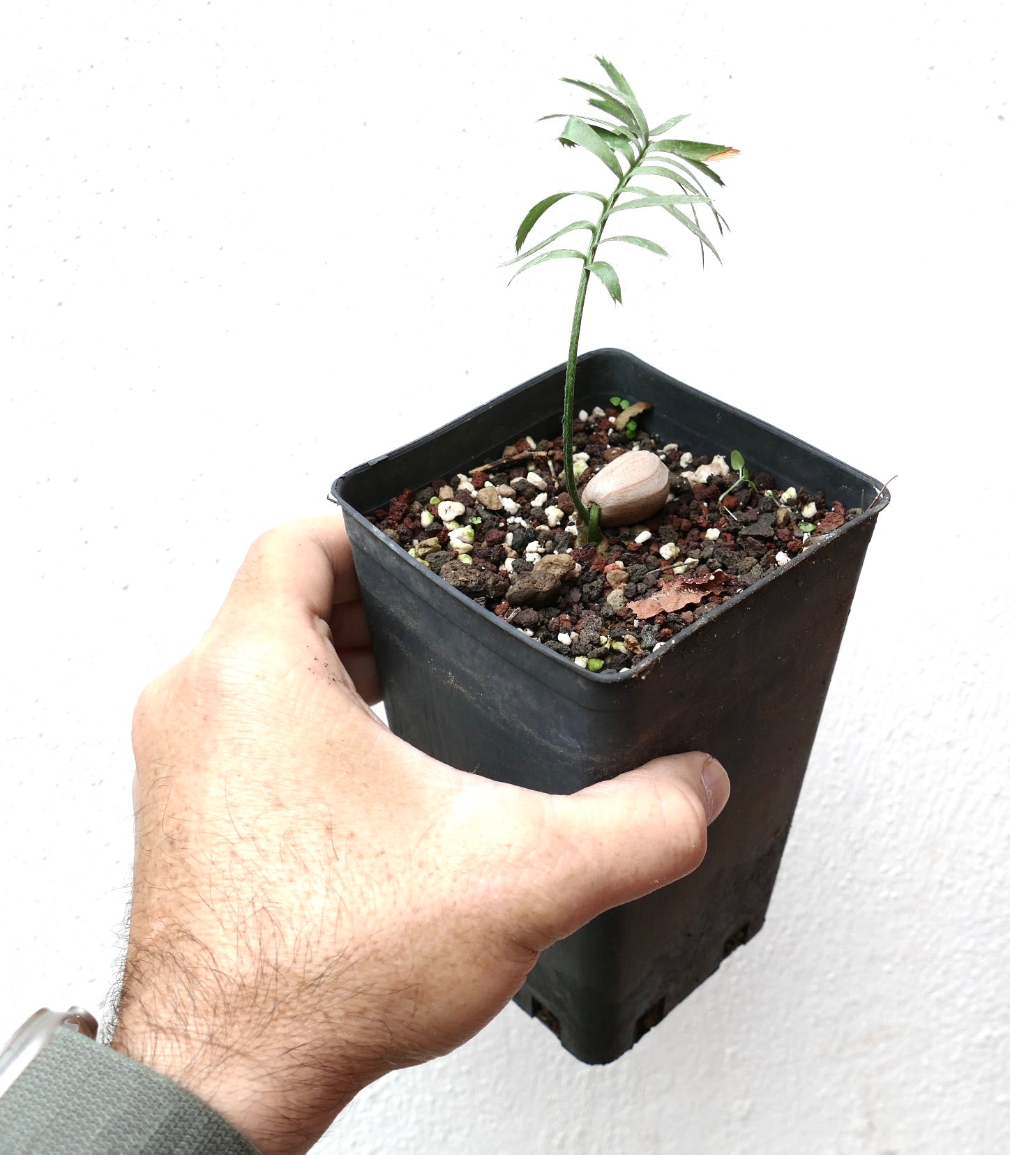 Encephalartos caffer slender seedling with green pinnate leaves in black nursery pot