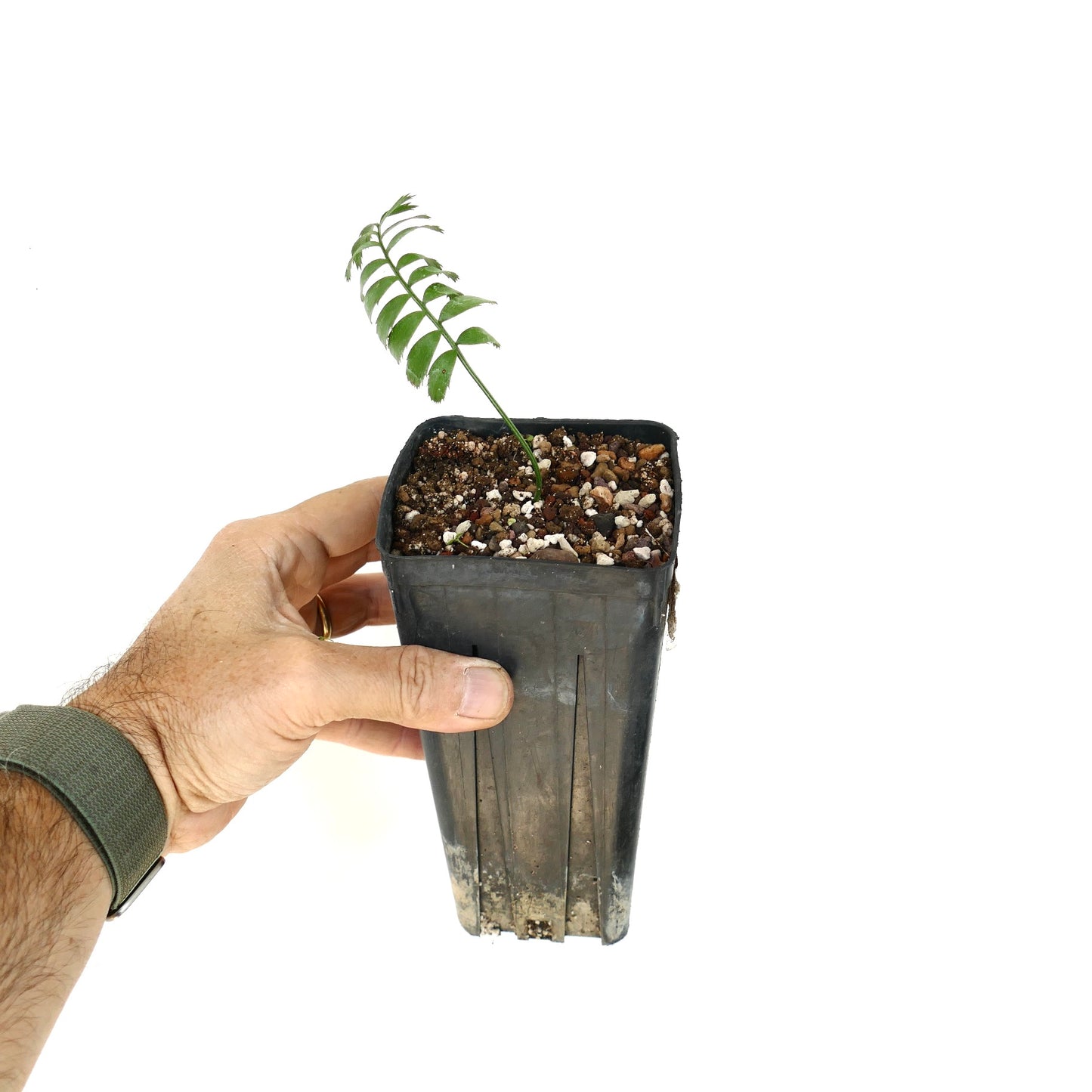 Encephalartos caffer young seedling with delicate green leaflets in small black nursery pot