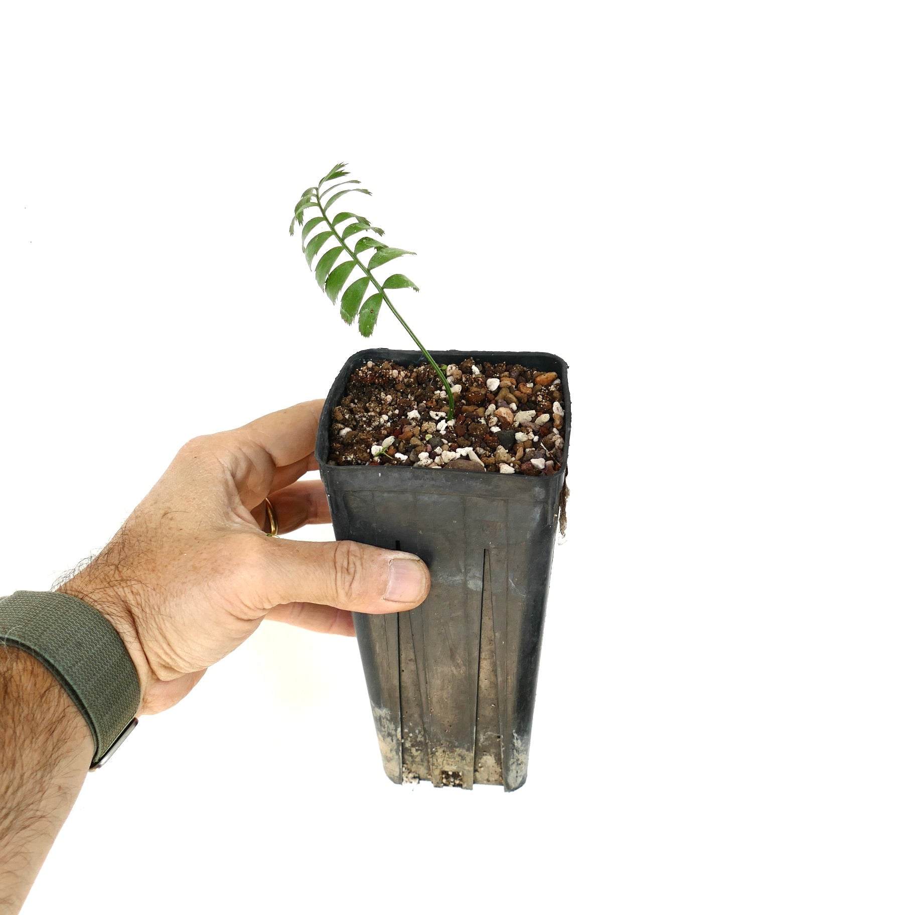 Encephalartos caffer young seedling with delicate green leaflets in small black nursery pot