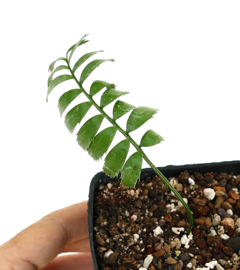 Encephalartos caffer young rare cycad seedling with glossy green leaflets in pot