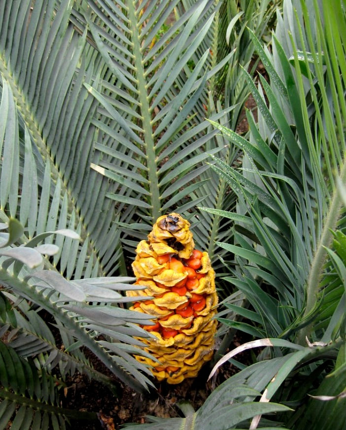 Encephalartos cerinus (1cm seedling)