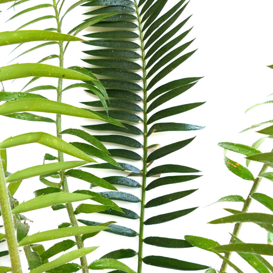 Encephalartos chimanimaniensis rare cycad with glossy green pinnate leaves and spiny stems