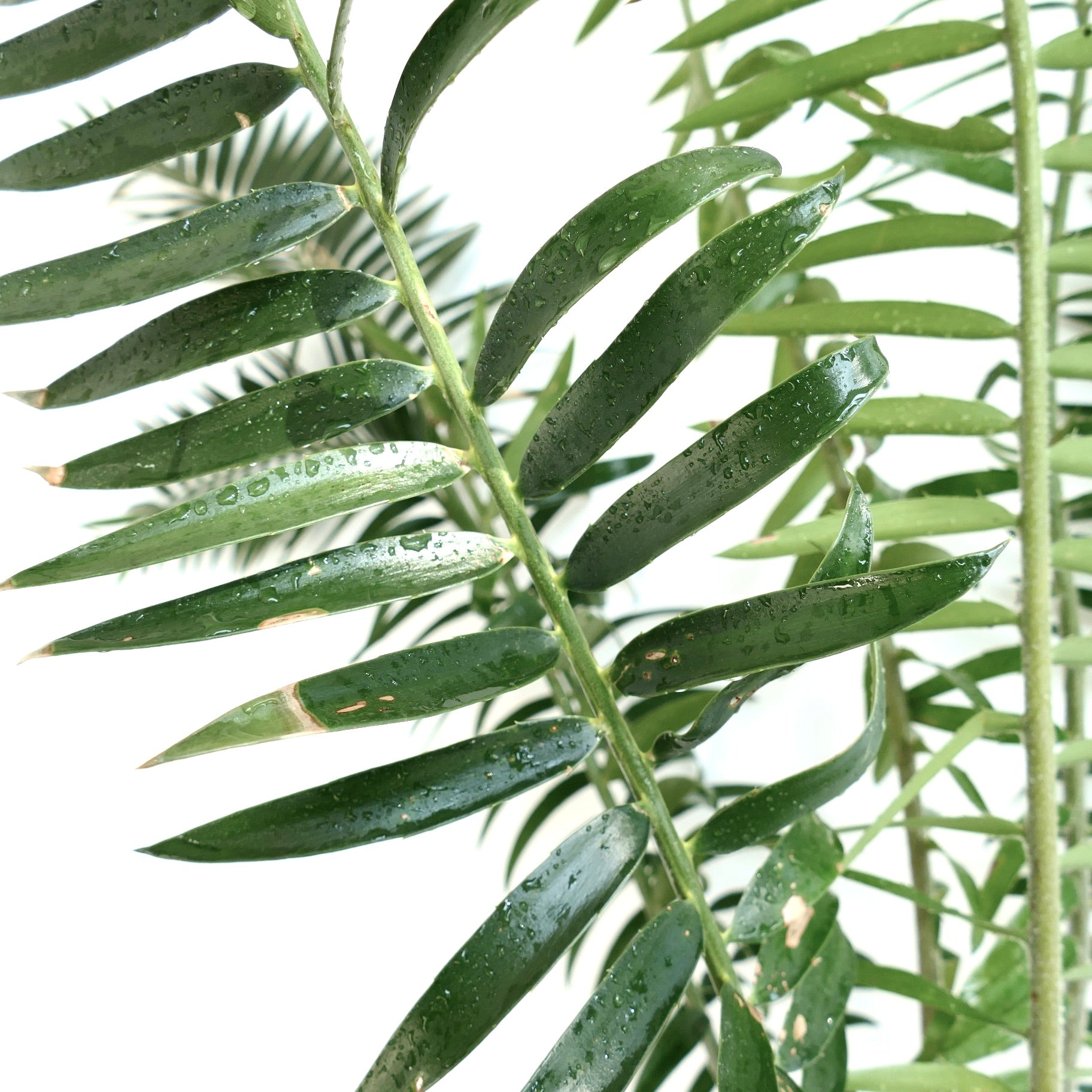 Encephalartos chimanimaniensis rare cycad with glossy green pinnate leaves and water droplets