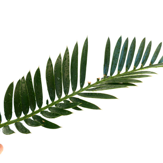 Encephalartos chimanimaniensis dark green glossy leaflets with water droplets rare cycad specimen