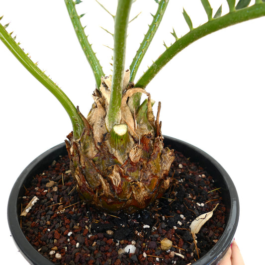 Encephalartos chimanimaniensis rare caudex with spiny green stems in black pot