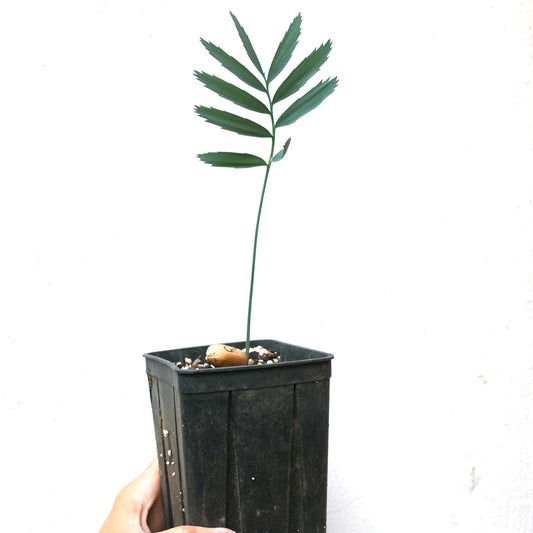 Encephalartos cupidus robusta seedling with slender green leaflets in black nursery pot