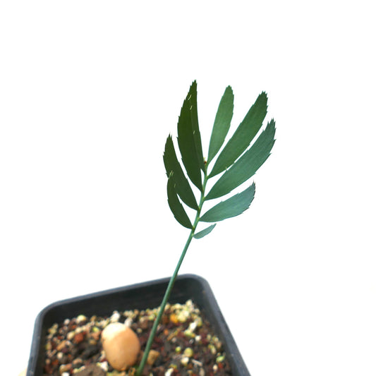 Jeune plant d'Encephalartos dyerianus avec des folioles vertes fines dans un petit pot