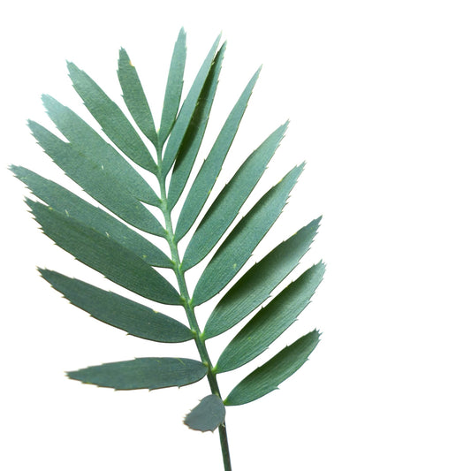 Jeune plant rare d'Encephalartos dyerianus avec des folioles allongées vert foncé et des bords dentelés