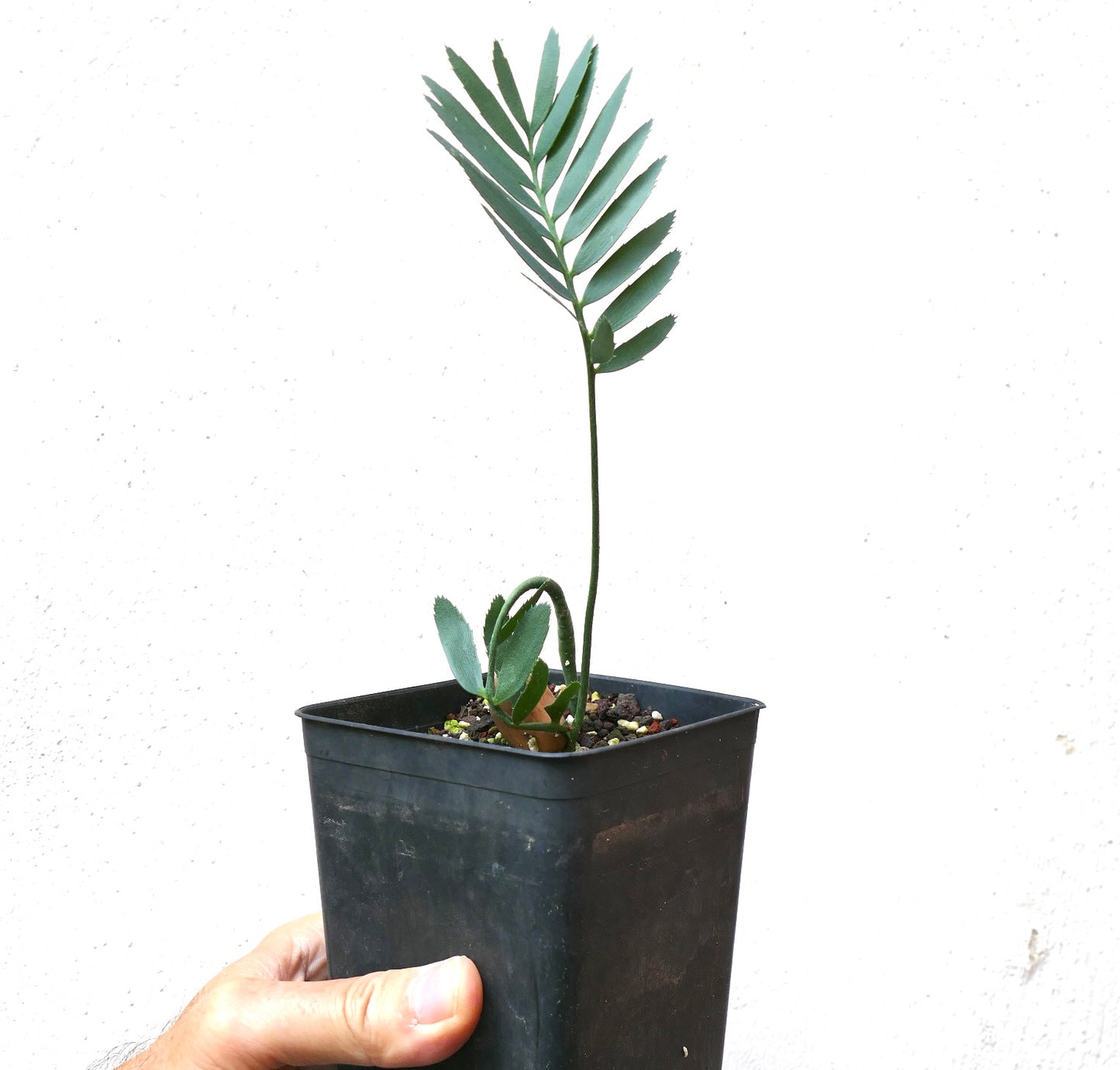 Pianta giovane di Encephalartos dyerianus con sottili foglioline verdi in vaso nero da vivaio