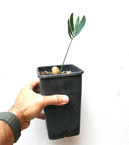 Jeune plant d'Encephalartos dyerianus avec des feuilles vertes fines dans un pot de pépinière noir