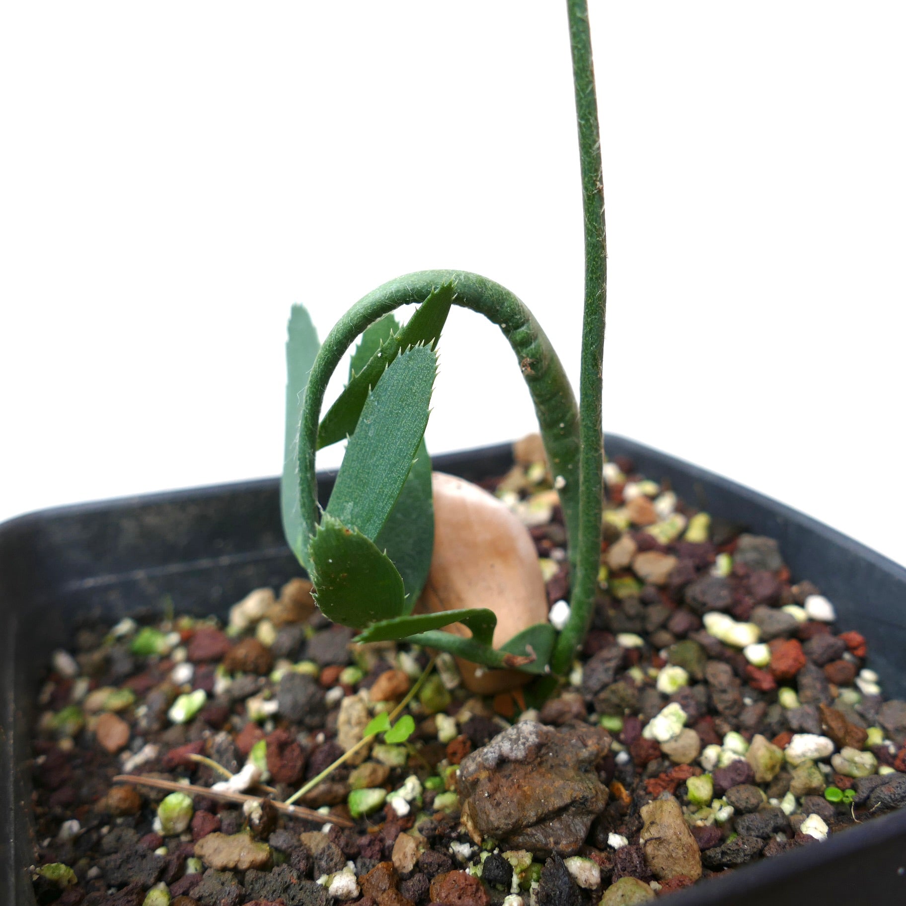 Giovane seme di Encephalartos dyerianus con foglie verdi spesse e fusto curvo in terreno roccioso