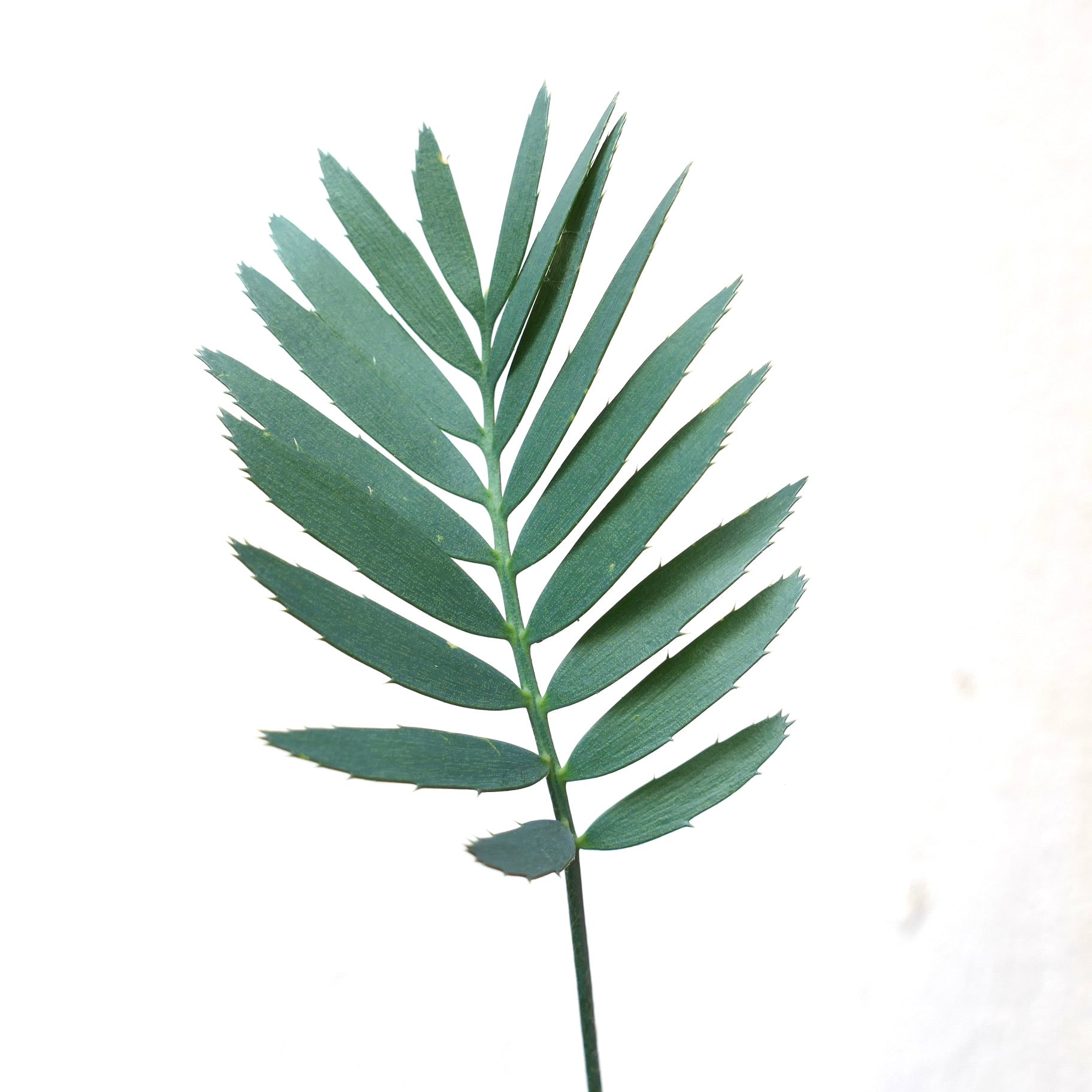 Encephalartos dyerianus rara piantina con foglie pinnate verde scuro e piccole spine