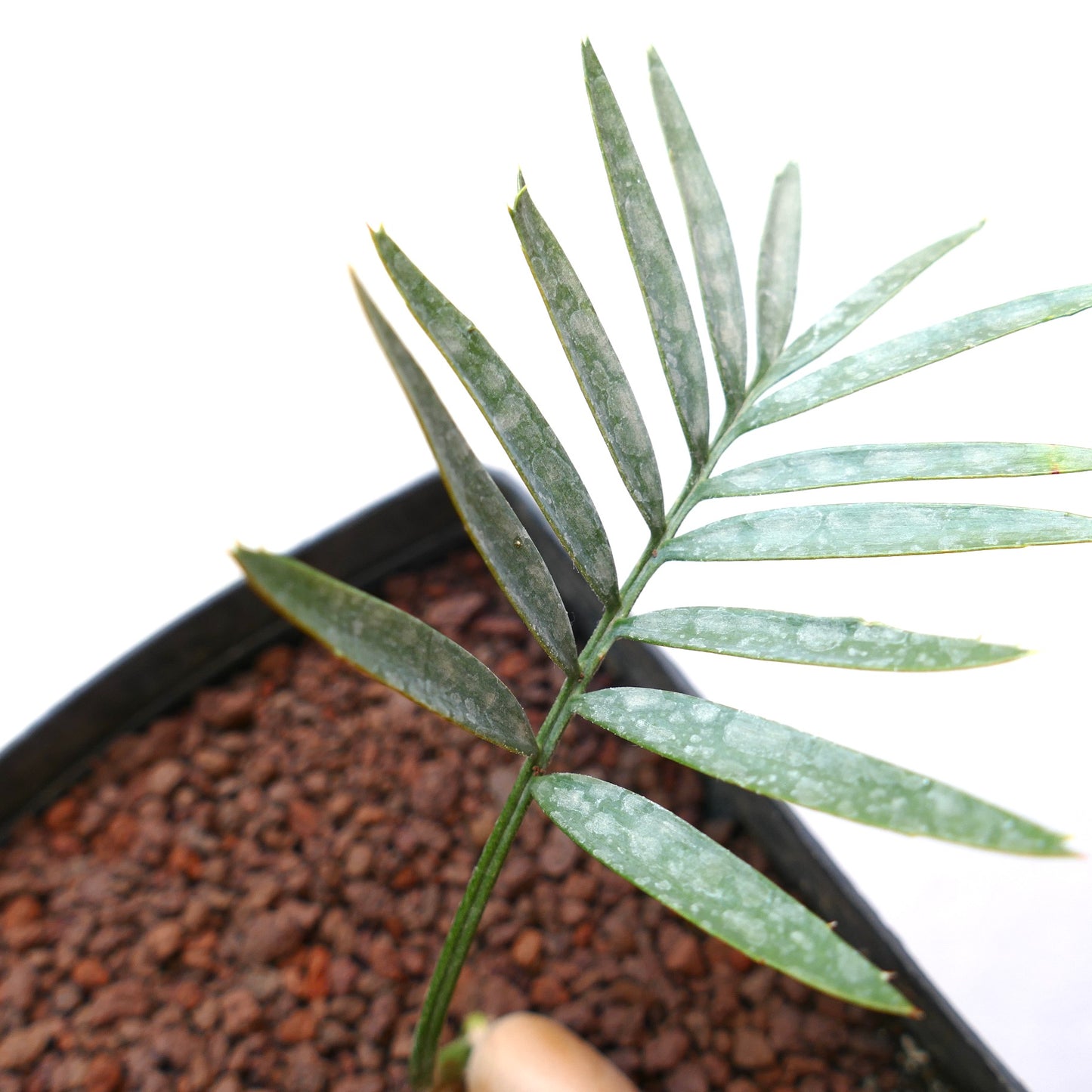 Encephalartos aemulans rare seedling with slender green leaflets and textured surface