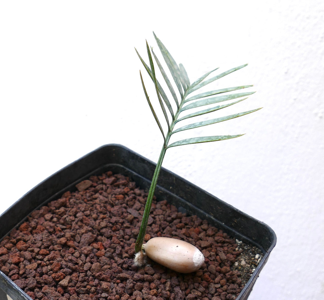 Encephalartos aemulans rare seedling with slender green leaves and visible seed base in pot