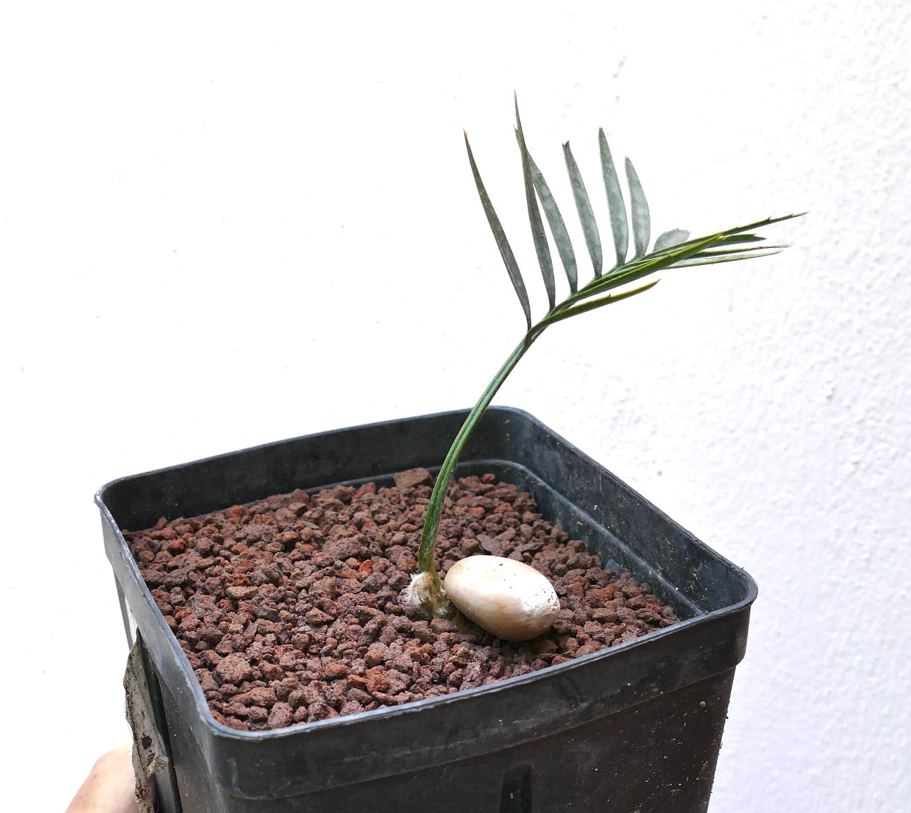 Encephalartos aemulans young seedling with slender green leaves and visible seed in black pot