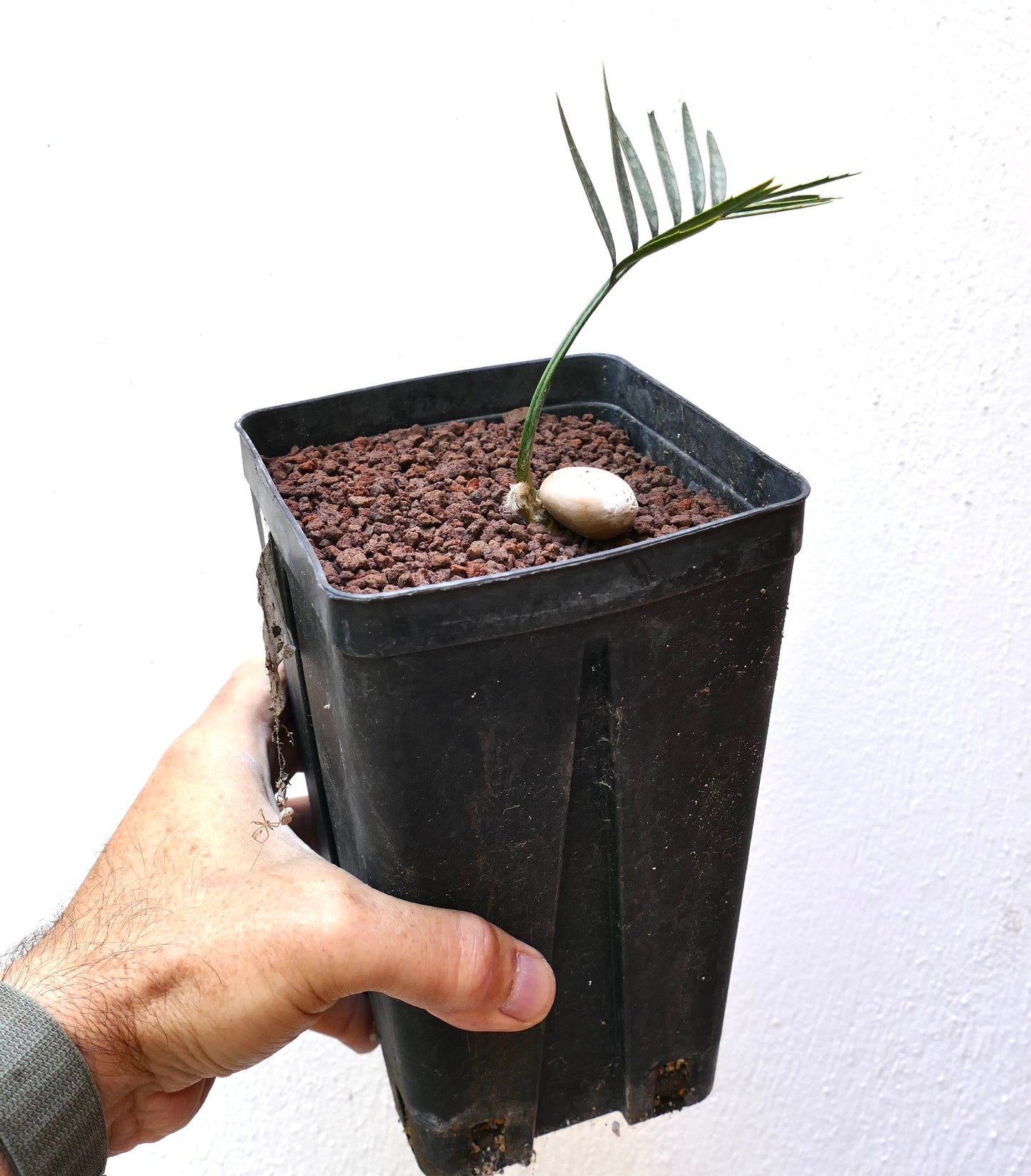 Encephalartos aemulans seedling with slender green leaflets in black nursery pot