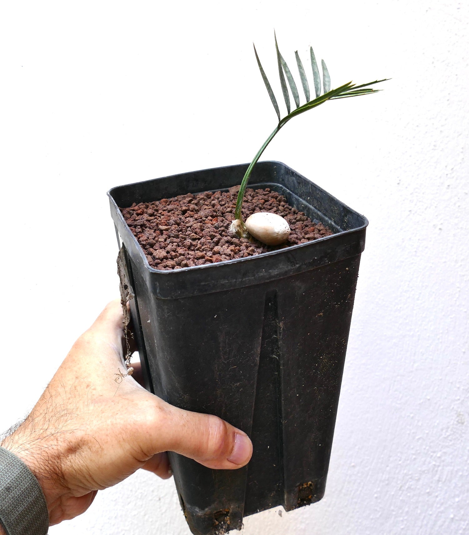 Encephalartos aemulans seedling with slender green leaflets in black nursery pot