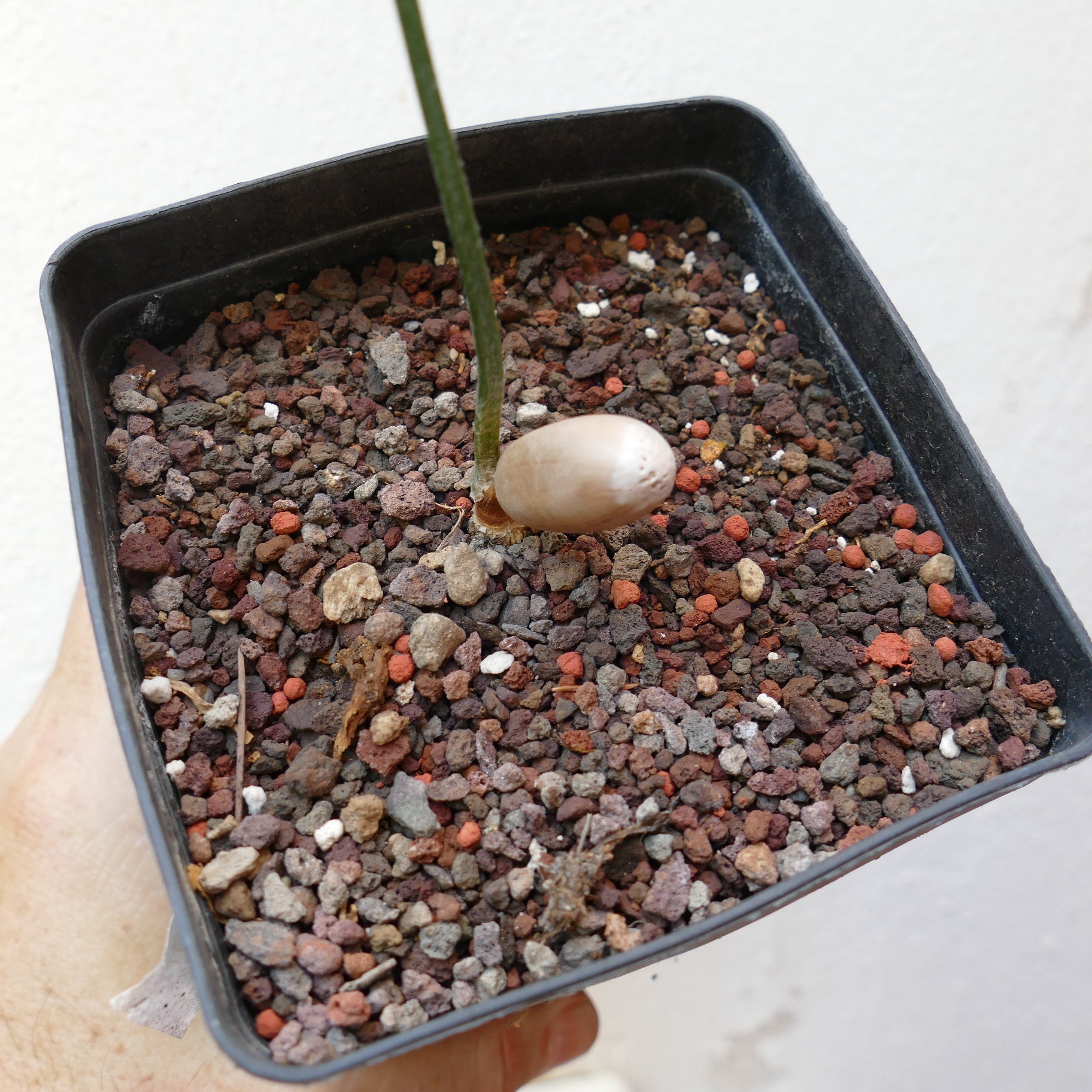 Encephalartos aemulans young seedling with smooth brown seed and slender stem in rocky soil
