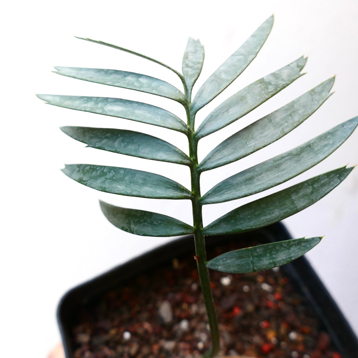 Encephalartos aemulans young seedling with glossy blue-green pinnate leaves in pot