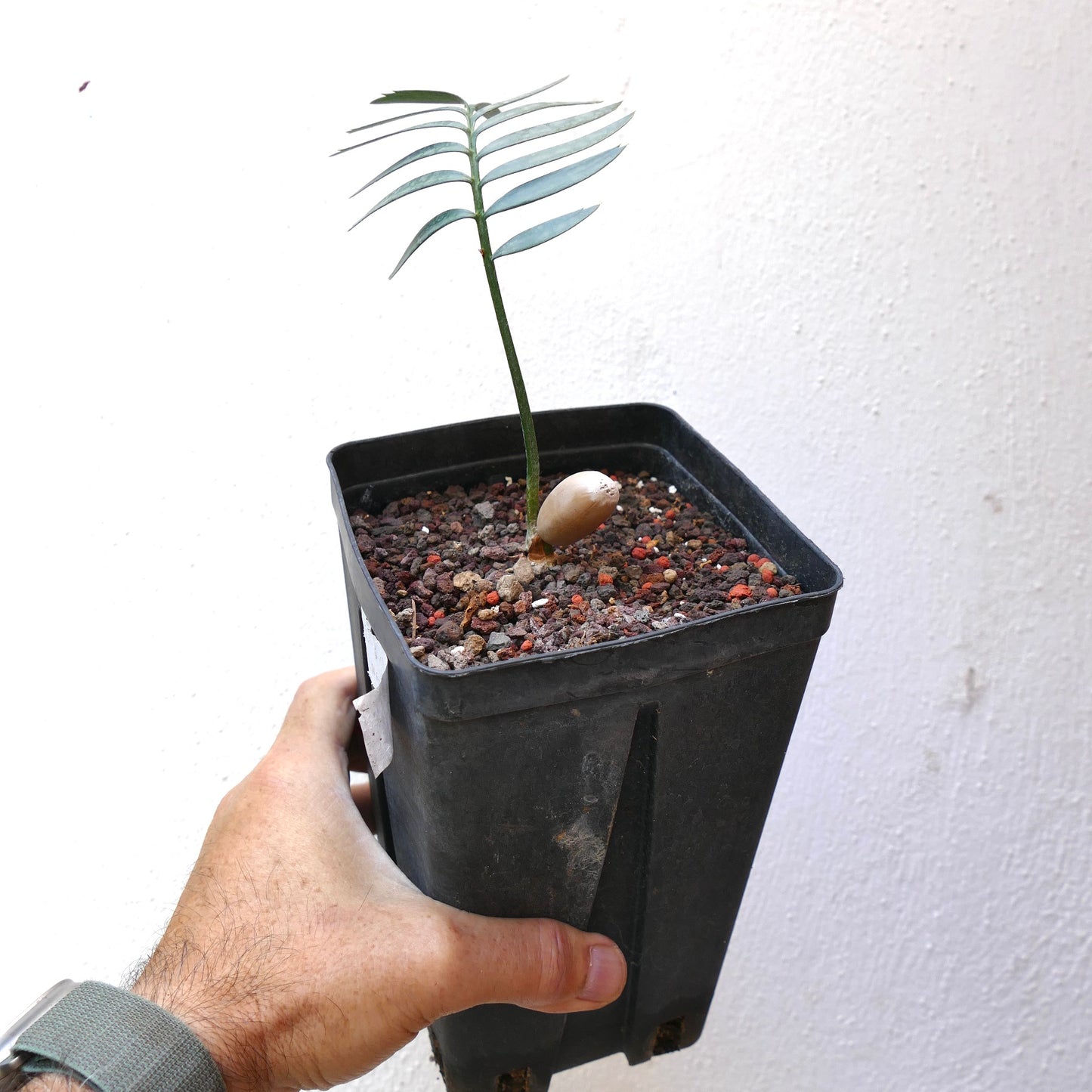 Encephalartos aemulans young seedling with slender blue-green leaves in black pot