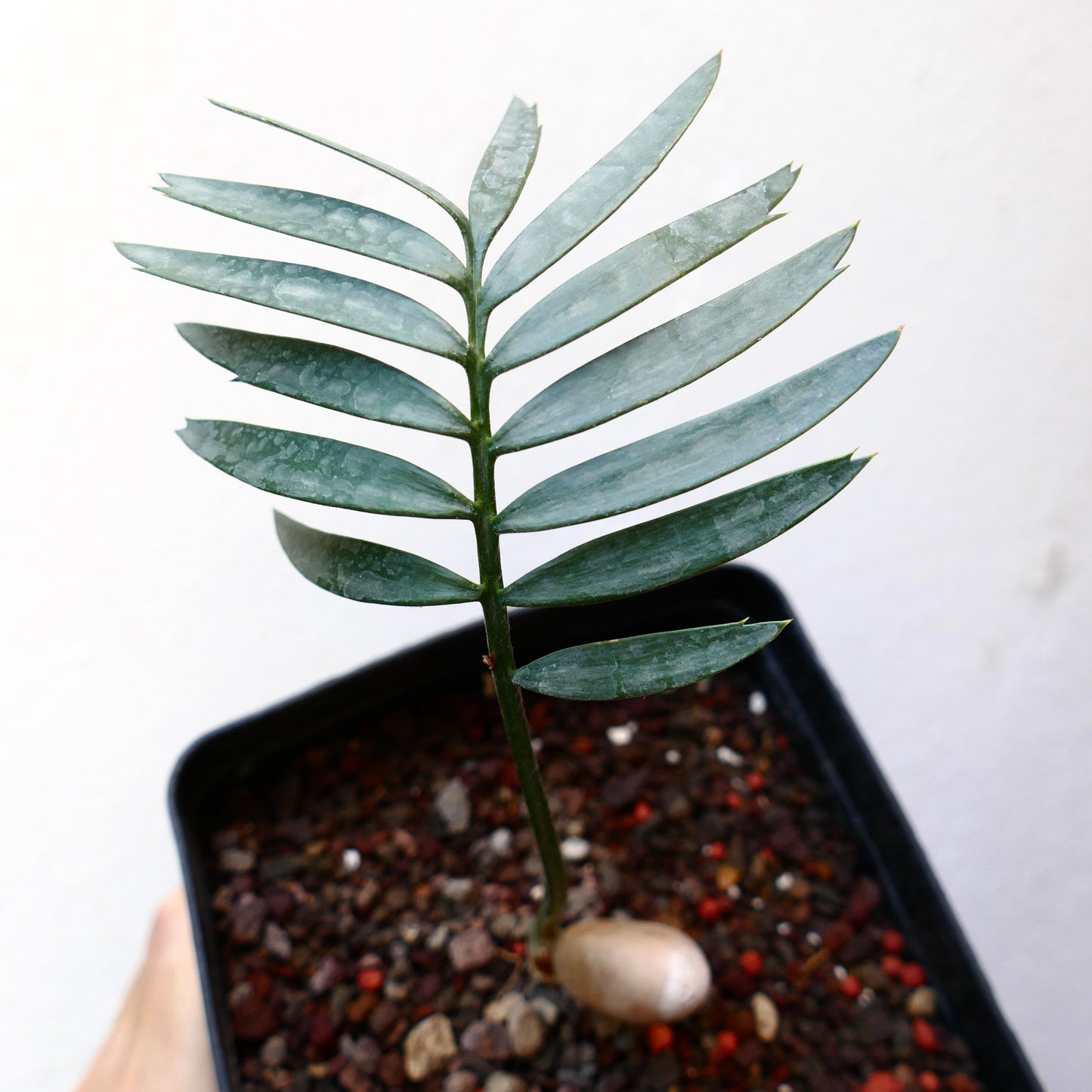 Encephalartos aemulans rare seedling with blue-green pinnate leaves and thick caudex