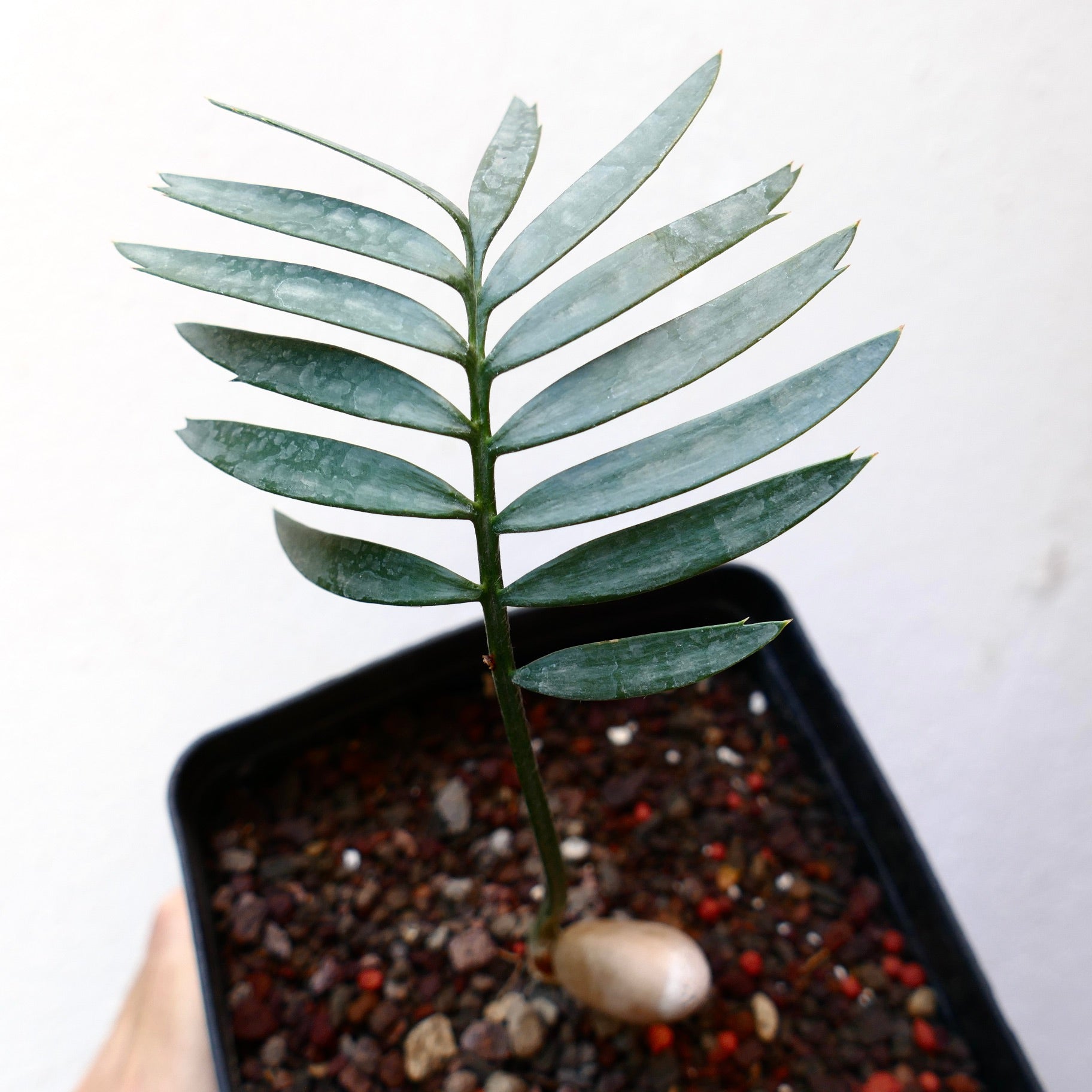Encephalartos aemulans rare seedling with blue-green pinnate leaves and thick caudex