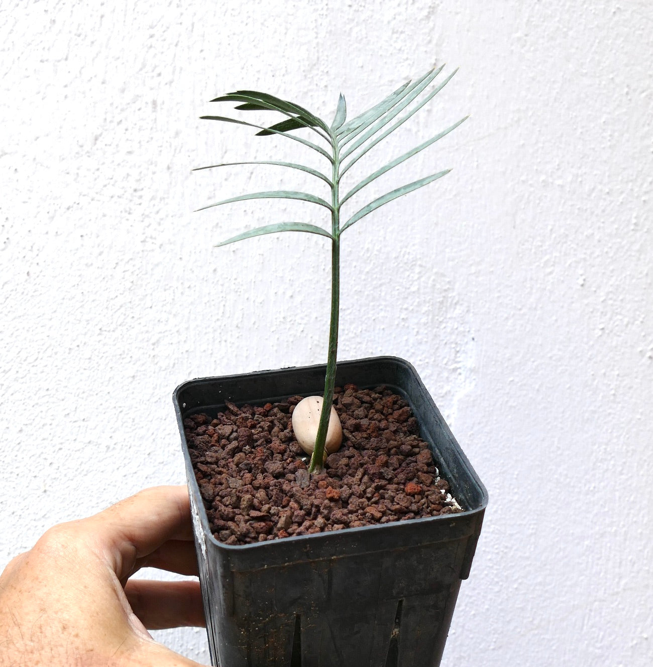 Encephalartos aemulans young rare cycad seedling with slender green leaves in black pot