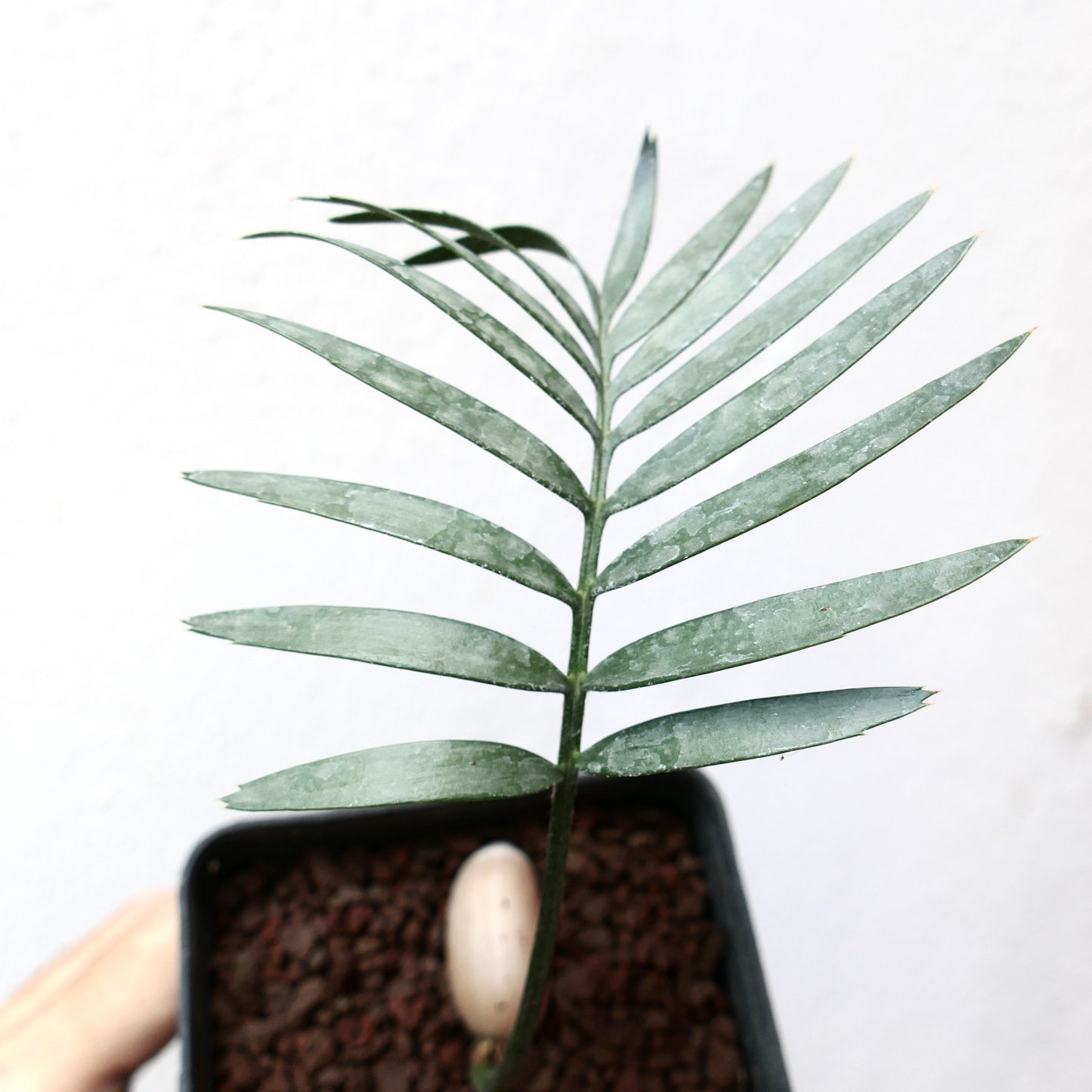 Encephalartos aemulans rare cycad with slender blue-green leaflets and smooth texture