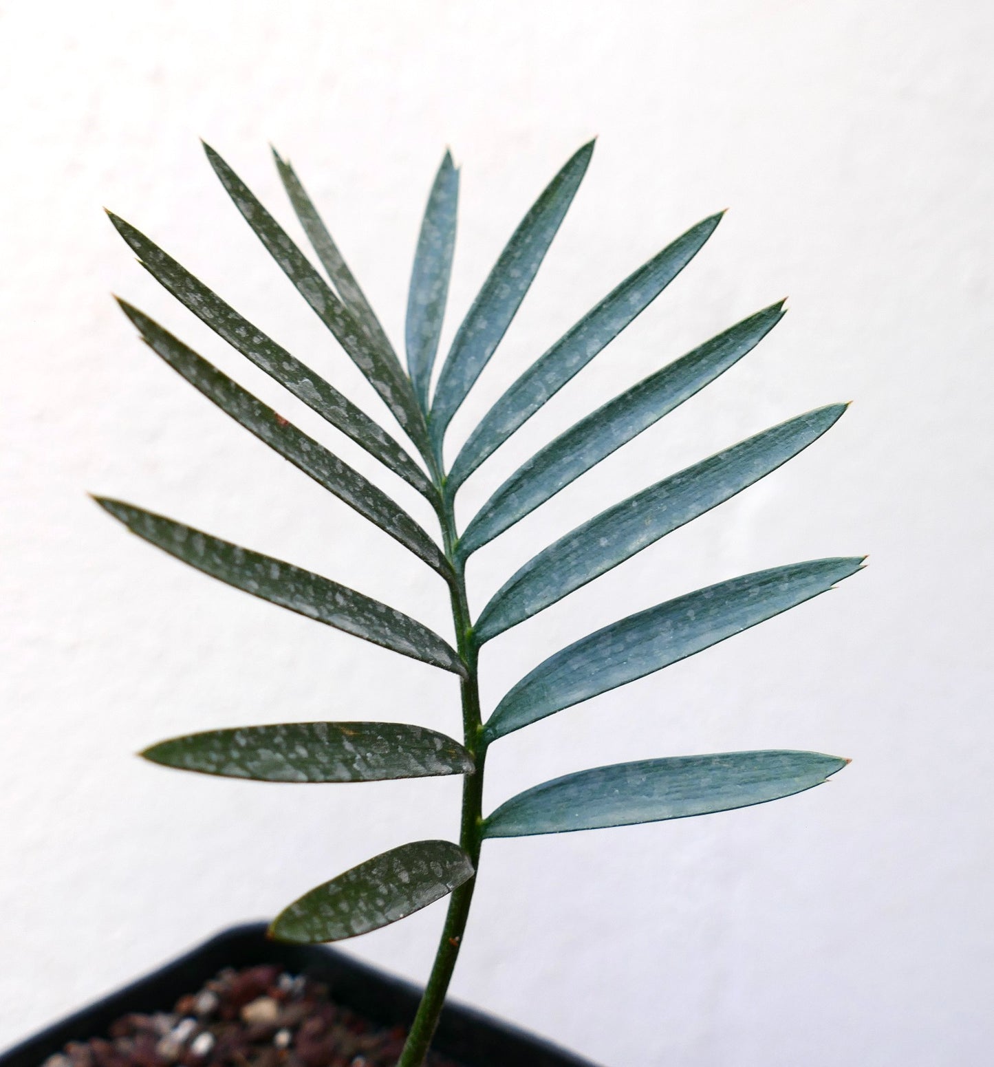 Encephalartos aemulans rare cycad with elongated blue-green leaflets and smooth texture